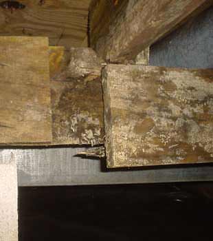 Extensive basement rot found in Windsor by Advanced Basement Systems